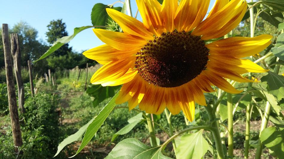 Nature Plant Summer
