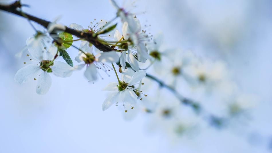 Branch Season Nature