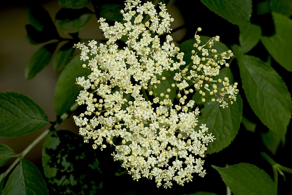 Wild Without Flowers Nature