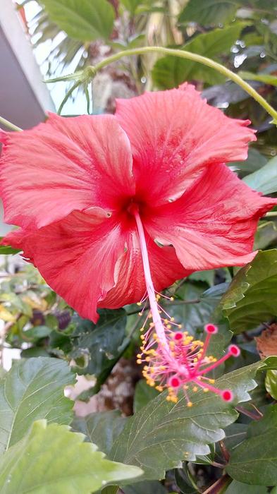 Nature Flora Flower