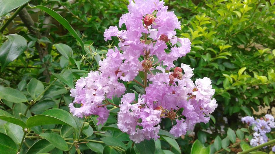 pink garden flowers in the park