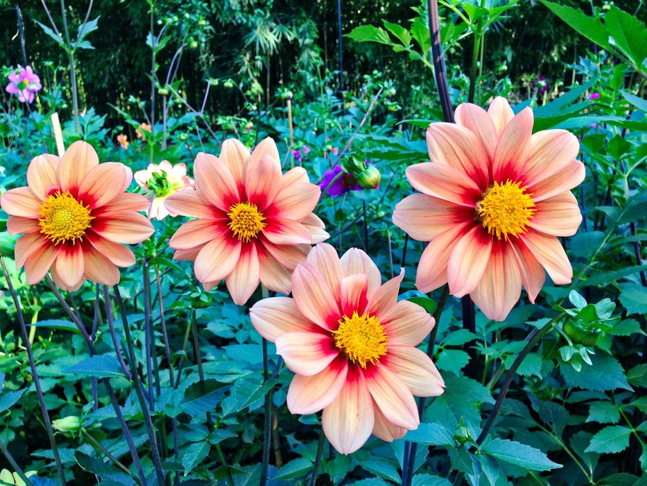 Nature Summer Flower