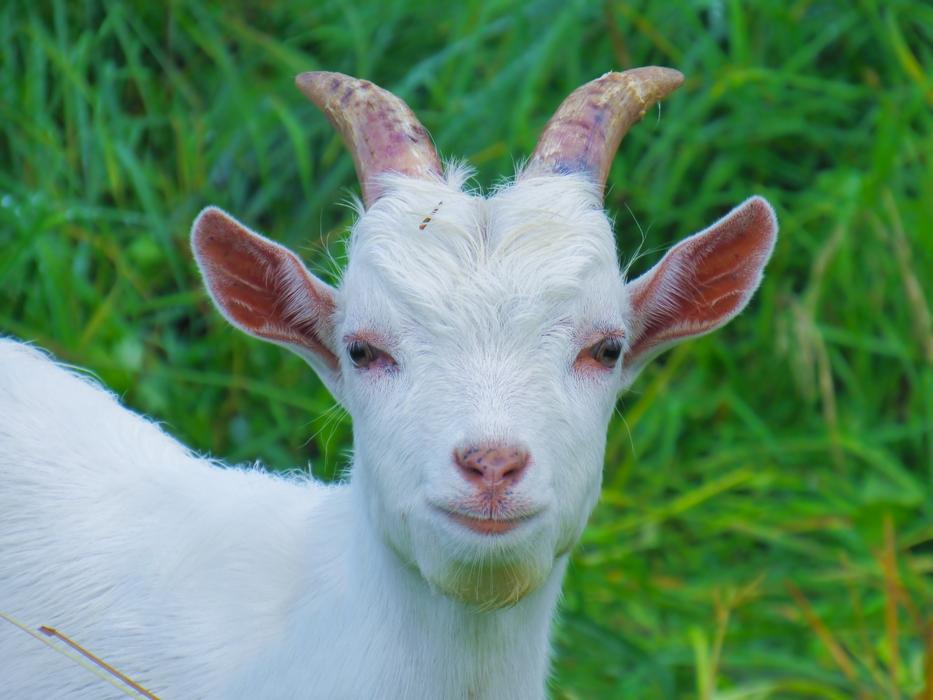 Farm Cute Portrait