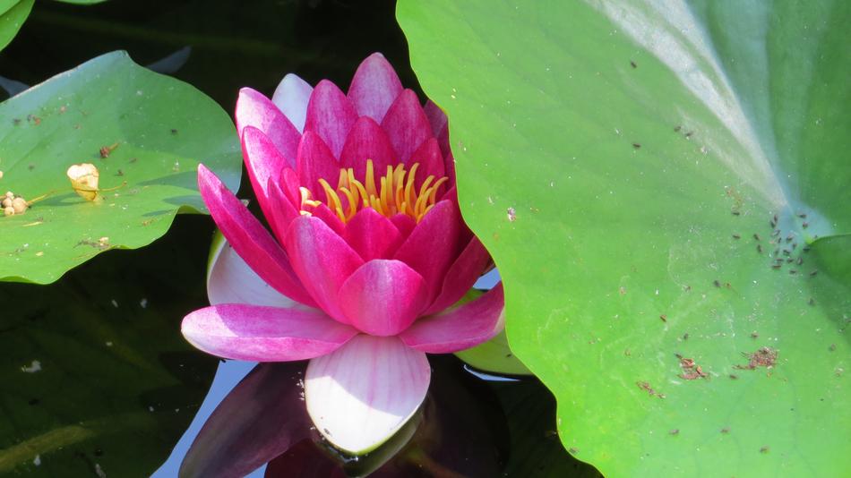red big flower in green foliage