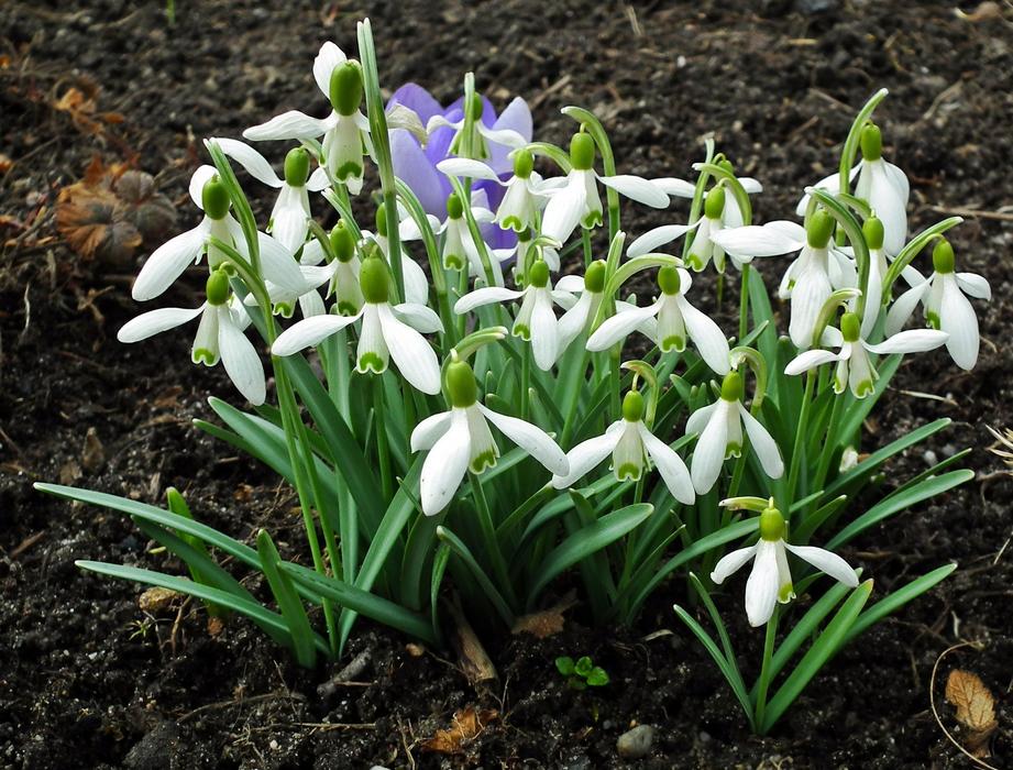 Flower Snowdrops Plant