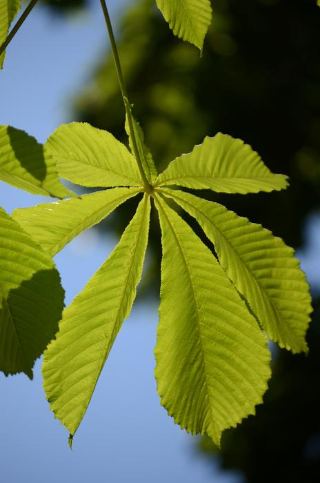 green leaves on a branch in trees