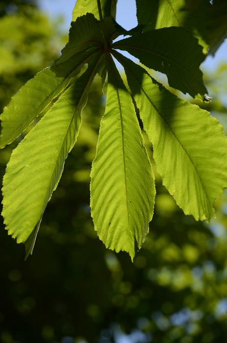 Leaves Green Nature