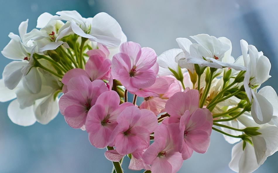 Flower Plant