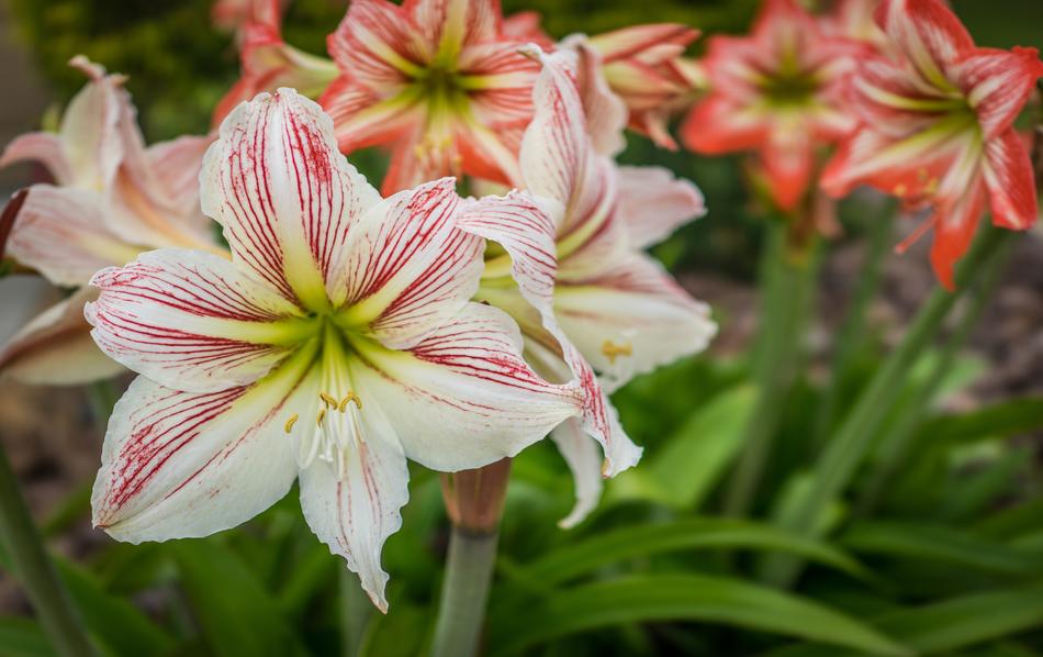 Lilly Easter Flowers
