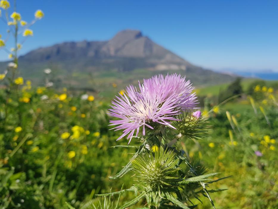Nature Plant Flower