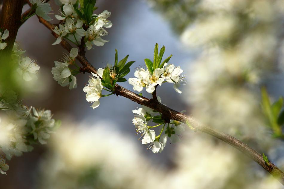 Flower Tree Nature