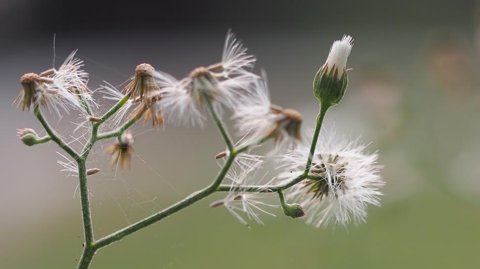 Nature Flower Flora