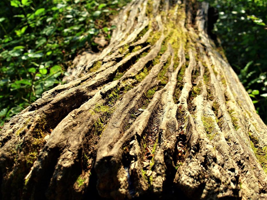 Nature Tree Wood
