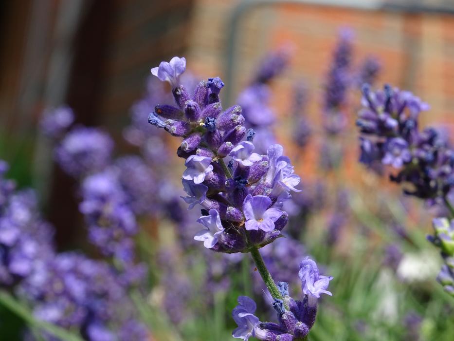 purple beautiful flowers plants
