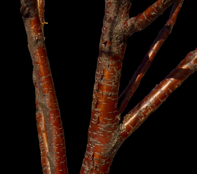 Tree Branch Desktop