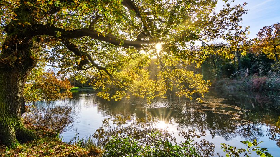 a lake with a river and a tree