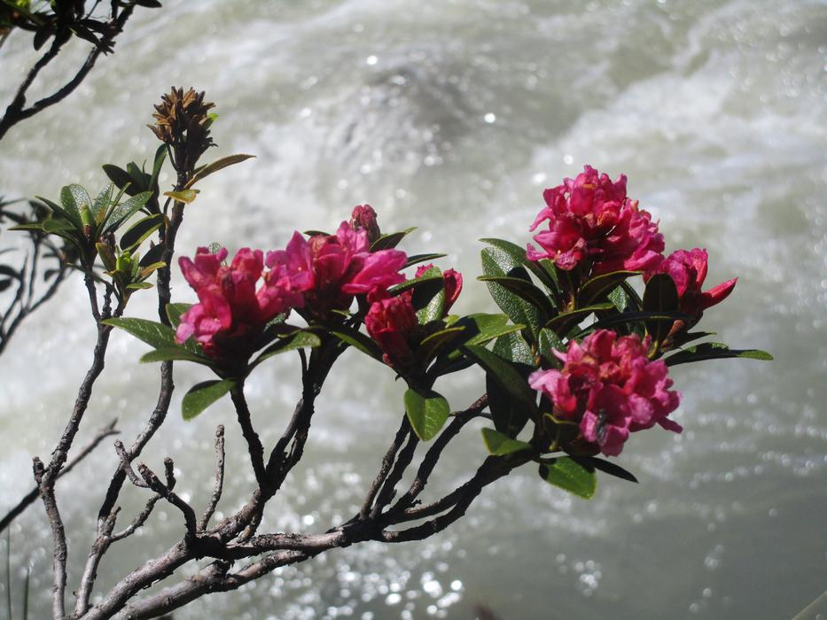 Flower Nature Plant