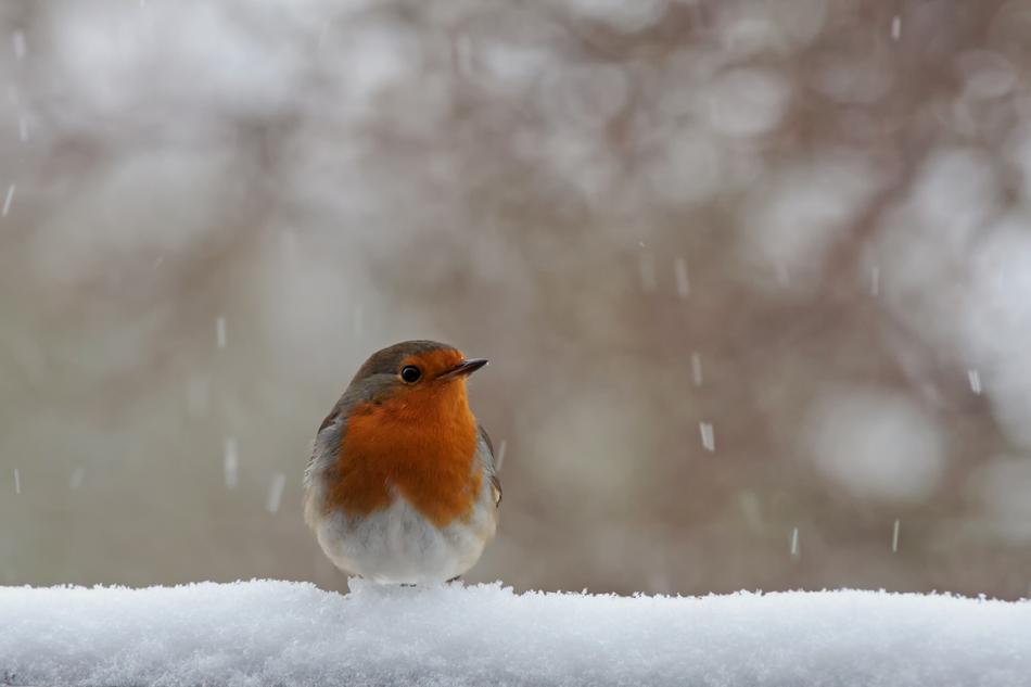 Red Goblets Winter Snow