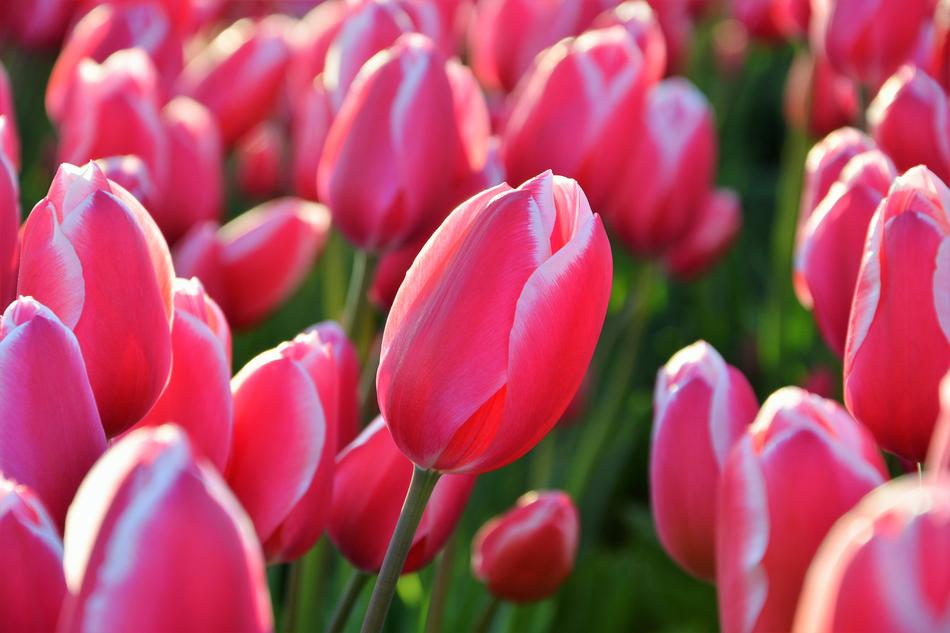 Tulips Red Macro Vivid