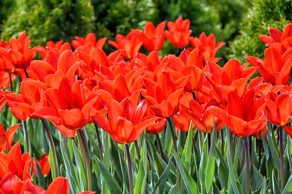 Tulips Red Macro Vivid