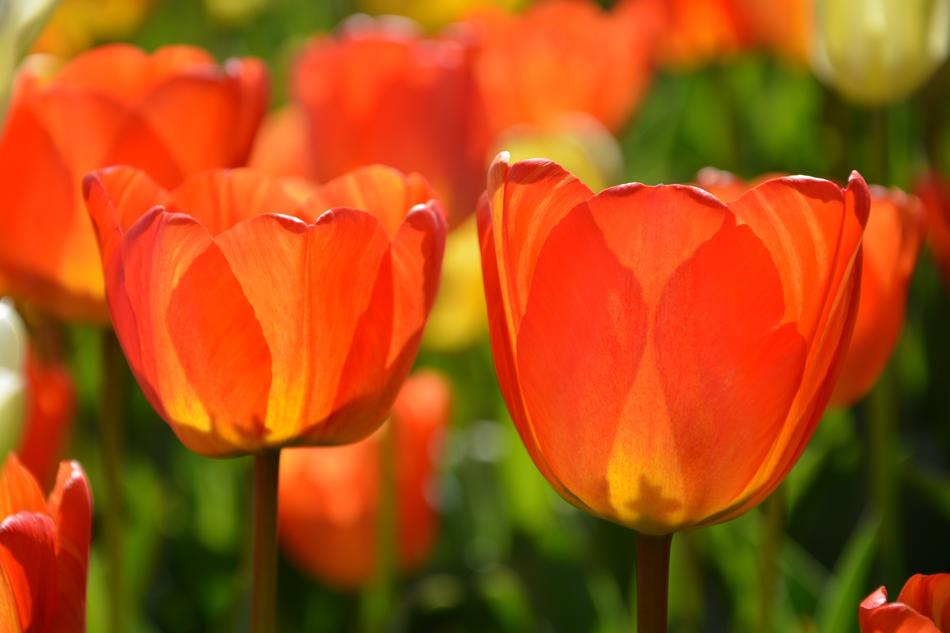 Tulips Red Macro Vivid