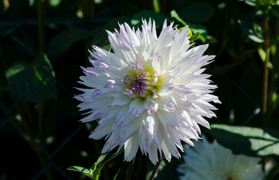 Dahlia Blossom Bloom