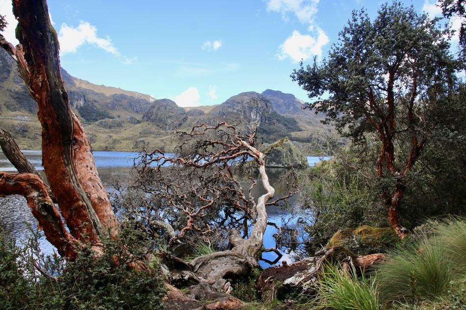 Nature Landscape Tree