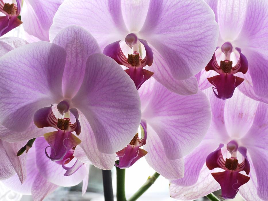 Orchid Flowers Panicle