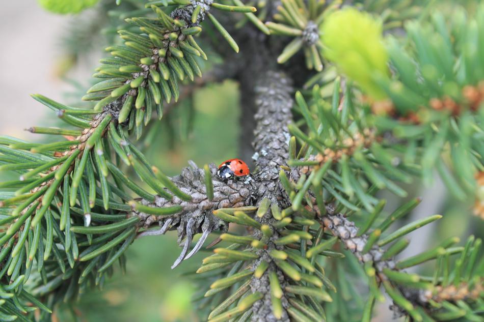Tree Needle Branch