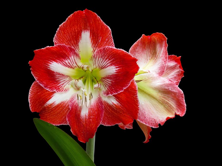 Flower Nature Plant