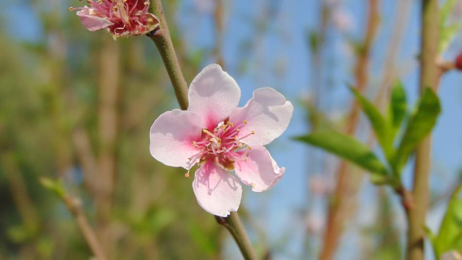 Flower Plant Nature