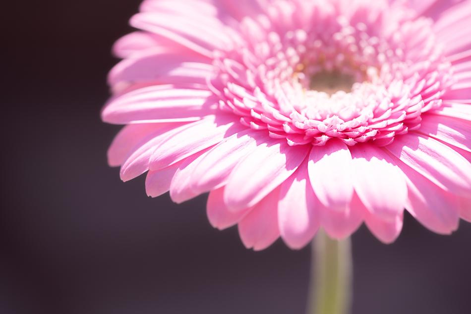 Marguerite Pink Daisy