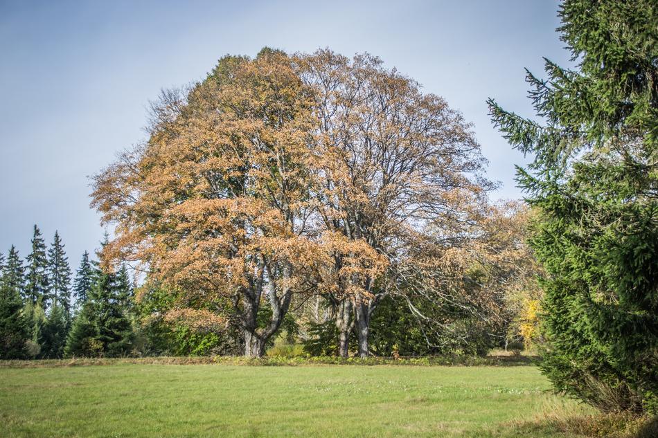 Autumn Old Tree