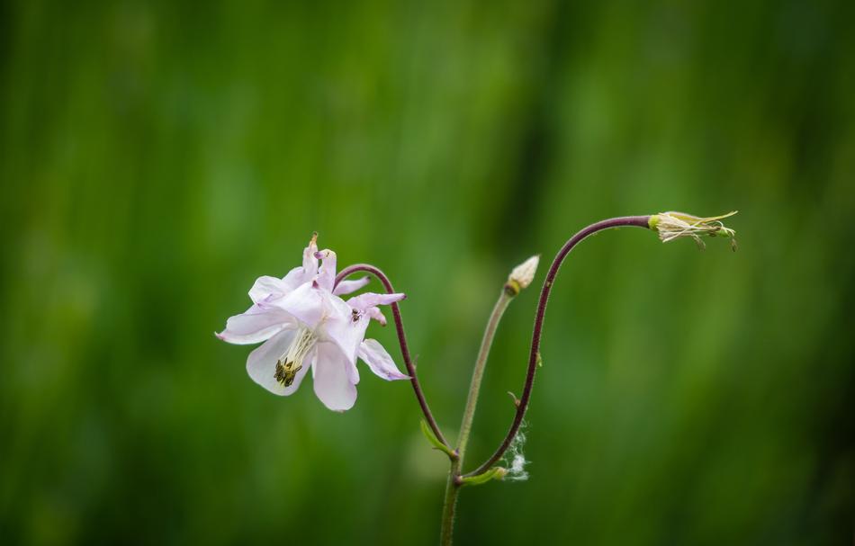 Flower Flora Blossom