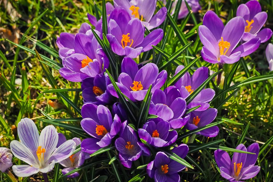 Nature Plant Flower