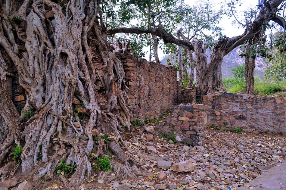Nature Tree Old