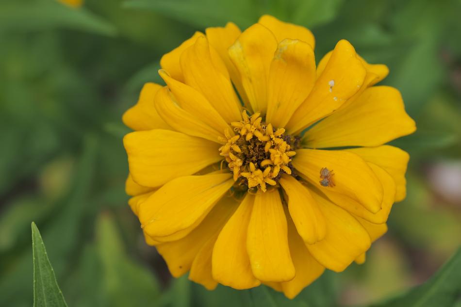 Nature Flower Flora