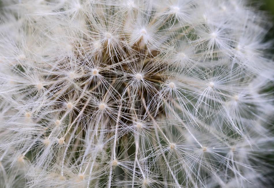 Dandelion Flower Seeds Mag