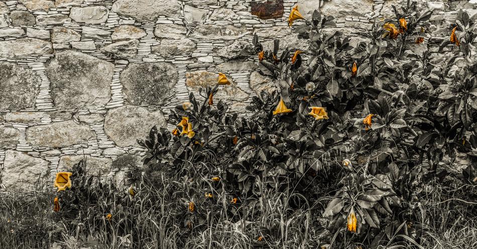 Wall Stone Nature