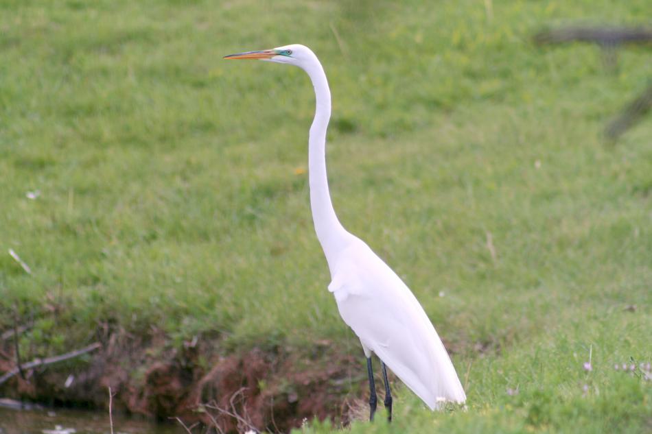 Nature Wildlife Bird