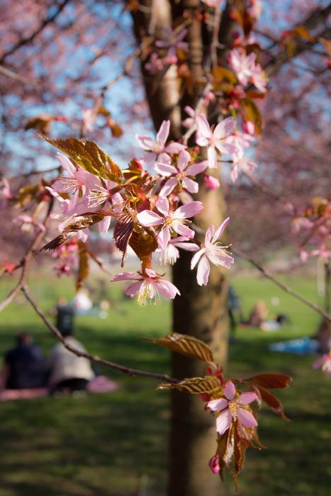 Cherry Tree Pink