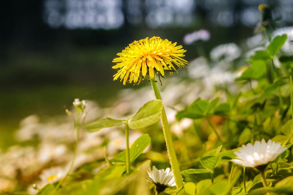 yellow flower in the grass a lot
