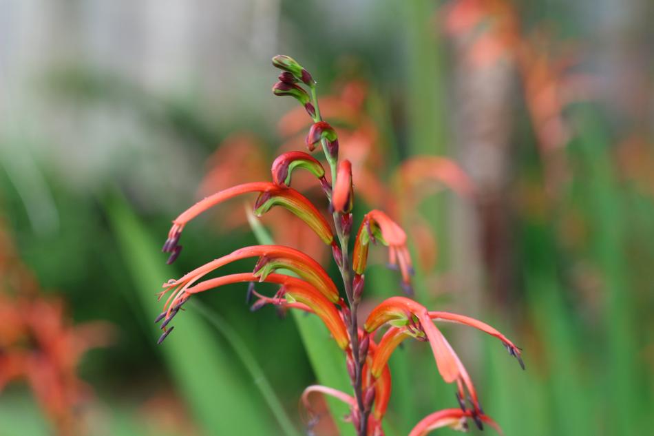 Nature Flora Flower