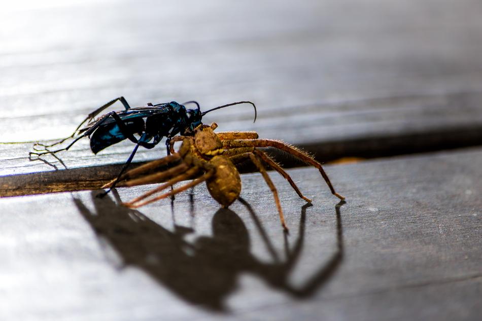 Nature Insect Animal