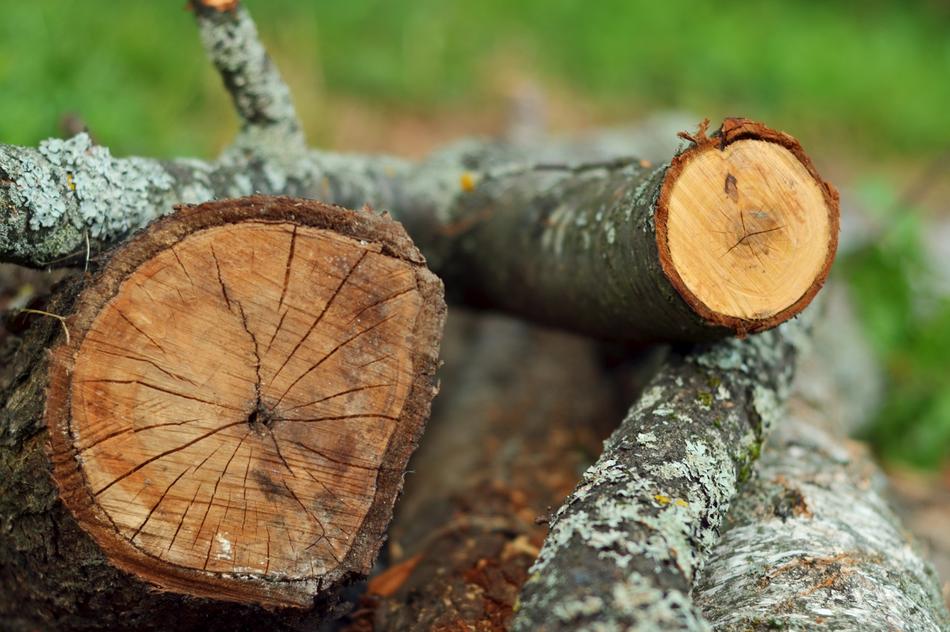 Wood Tree Nature