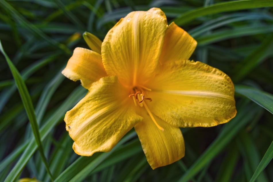 Lily Flower Plant Golden