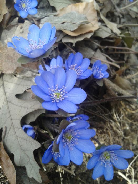Nature Flora Flower