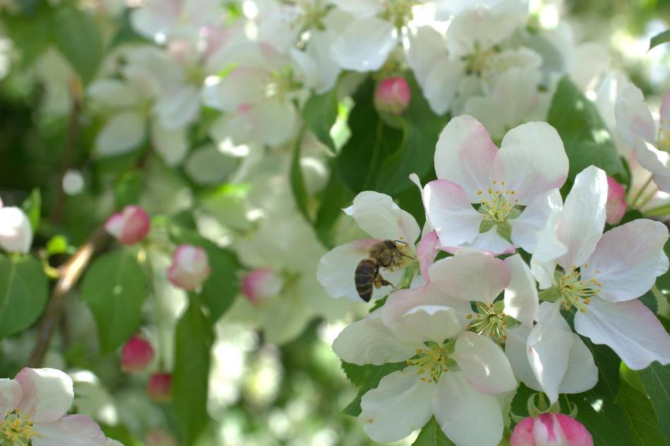 small flowers on a tree