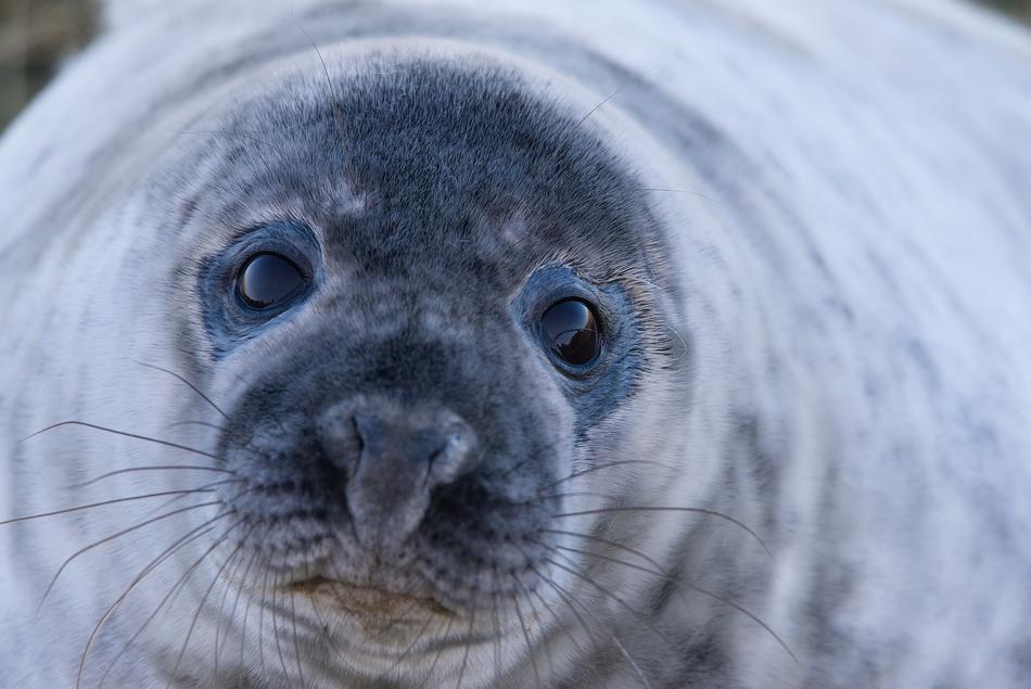 Seal Grey Wild