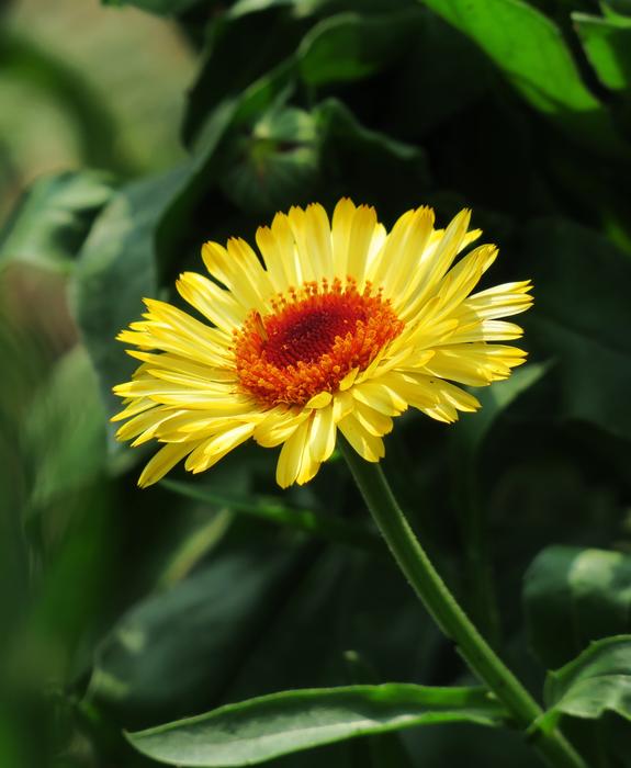Plant Nature Flower
